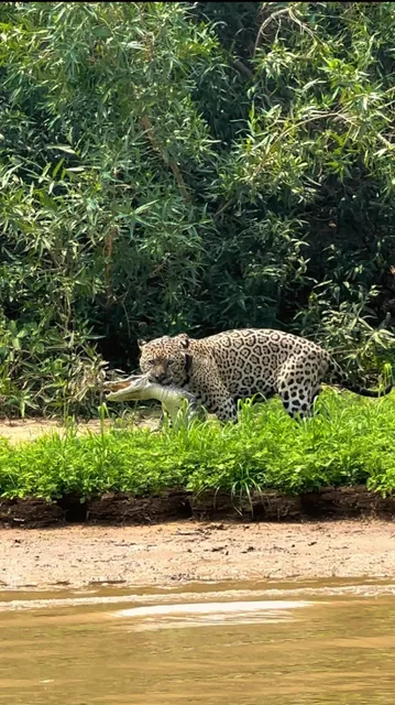 Top 1 Destination for Animal Lovers - Brazil's Pantanal