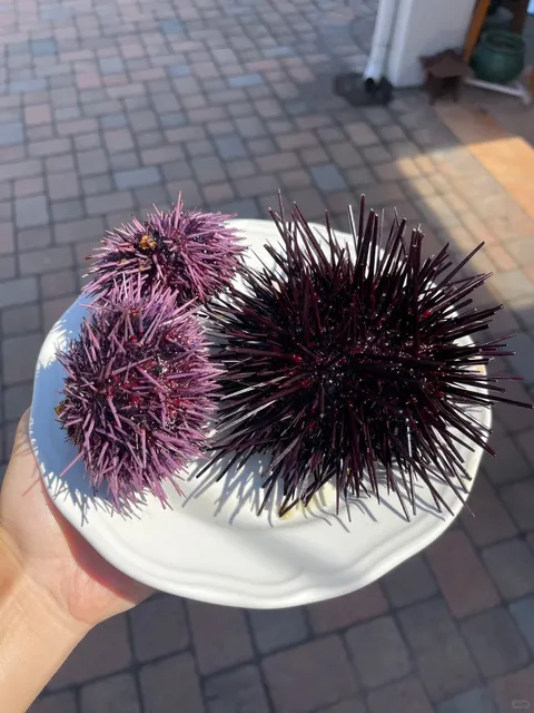 🇺🇸 Tasting the World’s Top 2 Uni in Santa Barbara 🦀🌊