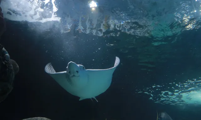 🐠 Why Are All the Fish from Southeast Asia?