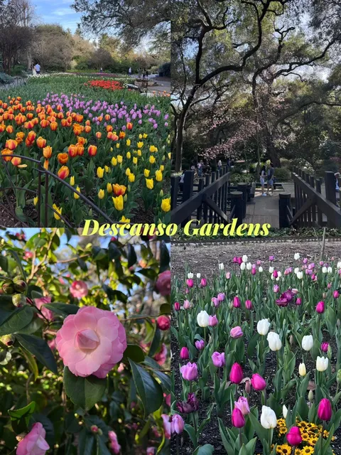 🌸🌿 Los Angeles | Descanso Gardens