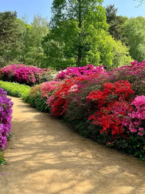 🇬🇧 London's May Rhododendron Season is Absolutely Stunning! 🌸