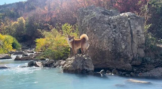 🇺🇸 Salt Lake City Gem – Autumn-Only Red Leaves 