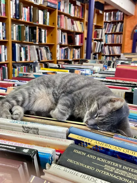 LA Cozy Cat Bookstore 📖🐱  
