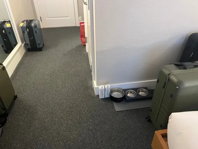 So Cat-Friendly! Ryan Went Above and Beyond