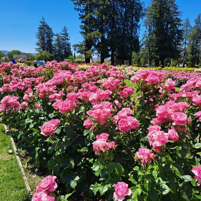 Annual Visit to San Jose Municipal Rose Garden