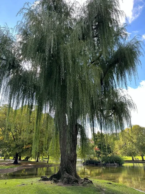 A Stroll Through Boston! 🌳