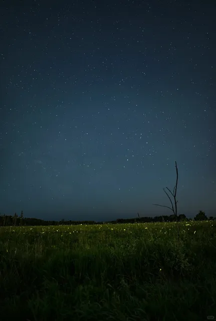 Stars & Fireflies in Canada 🇨🇦 A Sky Full of Wonders