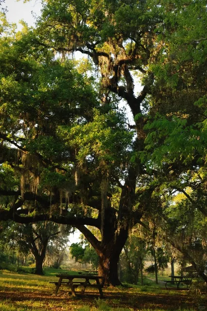 Houston's Hidden Oasis: Brazos Bend State Park 🌿
