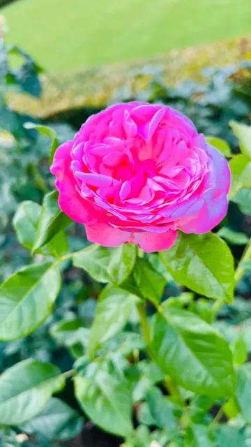 🇨🇦 Summer Getaway Hotspots: Victoria & Nanaimo