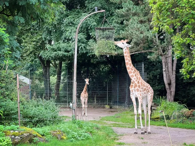 🇩🇪 Dortmund Zoo Adventure: A Perfect Summer Escape! 🦁🌿