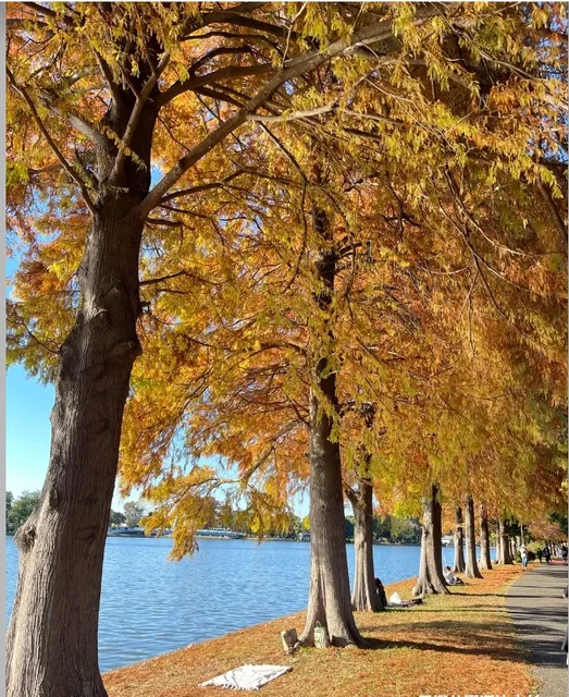 Where to Go in Tokyo on the Weekend: Mizumoto Park & Misato Park 🌲🌸