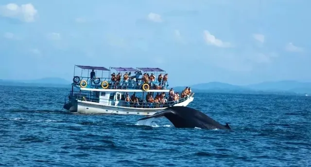 Some thing about  whale watching in Srilanka