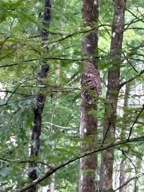 Best Kayaking in the Lowcountry! 🛶🌿