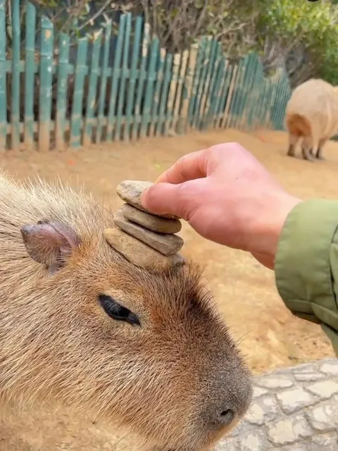 London's 🙏 Capybara Experience... Keep Your Cool!