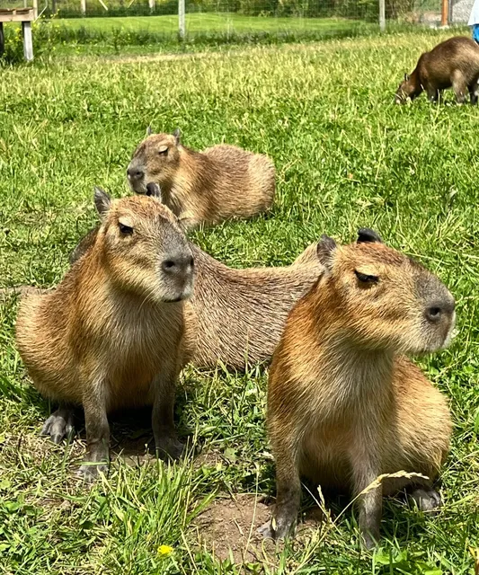 Come here during the long weekend in Canada 🇨🇦! You can touch kangar