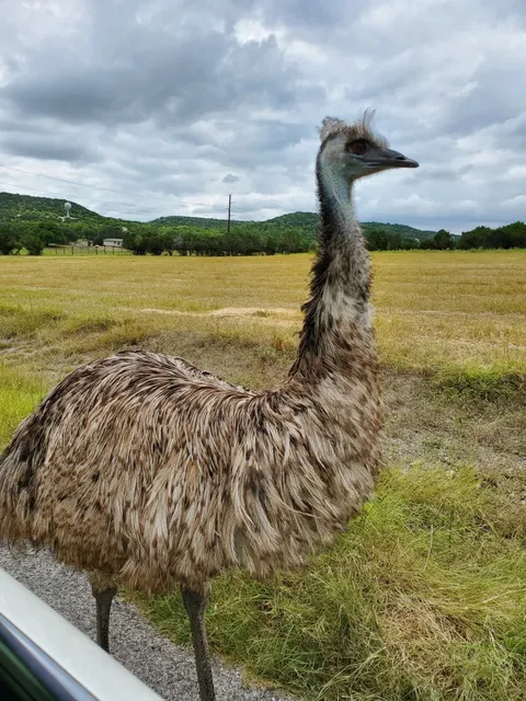 🦒🌿Fossil Rim Wildlife Center: A Safari Dream Near Dallas 