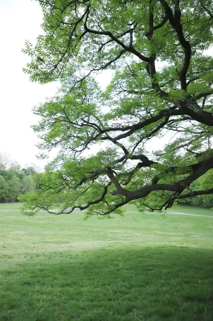 New York's Green Forest Photos at Crocheron Park 🌲