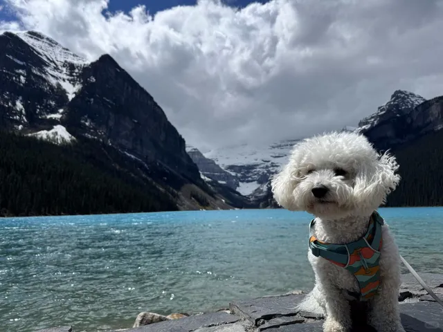 🐾 Embark on a Pawsome Banff Road Trip: A Week-Long Furry Adventure 🚗🌲