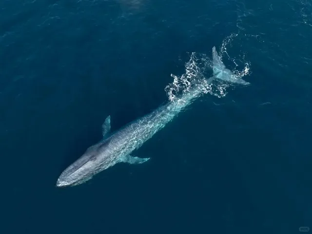 Newport Whale Watching 🐋