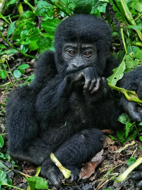 Uganda Adventure Part 3: Tracking Silverback Gorillas in Bwindi Forest