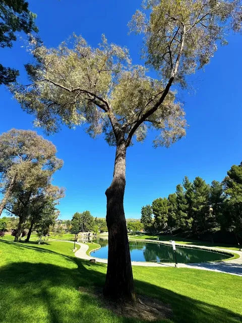 🇺🇸 English Springs Park｜One of My Favorite Parks 💚🌿  