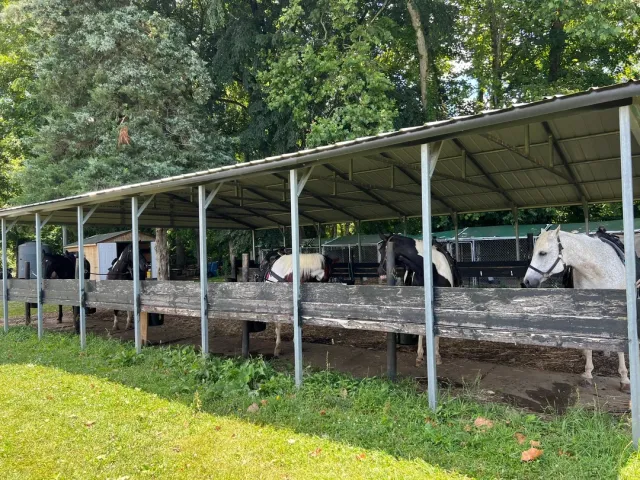 A Perfect Horseback Riding Experience! 🐎🌳