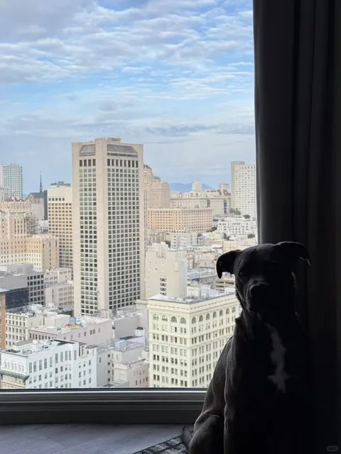 🐕‍🦺 San Francisco Dog-Friendly Guide (Part 1) | Downtown Attractions