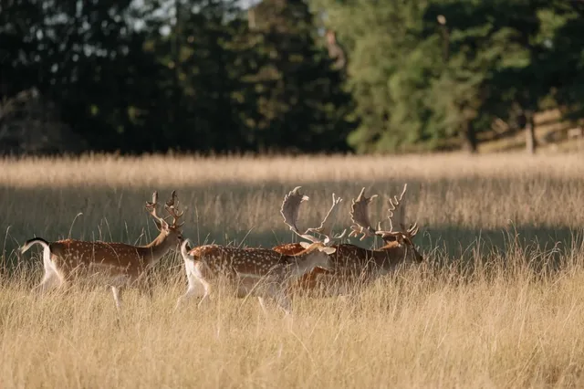 🌿 Day Trip from Uppsala | So Many Deer Here! 🦌