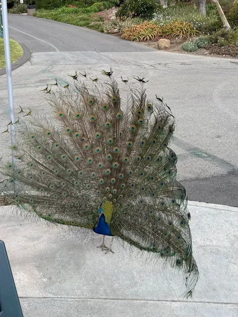 🦚 Peacocks at Los Angeles County Arboretum & Botanic Garden 🌿🌼