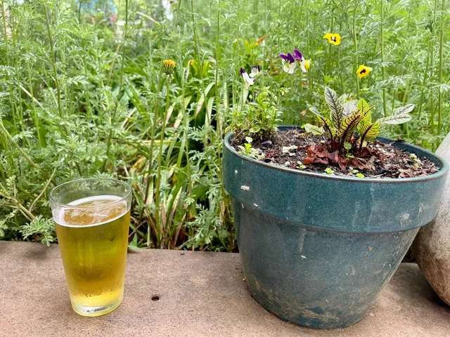 Sunny Point Café in Asheville, NC 🍺🌞