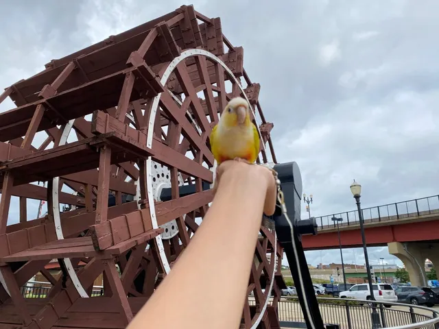 🇺🇸 Downtown Detroit Landmark Tour with My Parrot 🦜