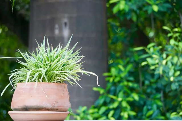 🇳🇬 Weekend Brunch Alert | Café de Vie - Abuja’s European Oasis! ☕🌿