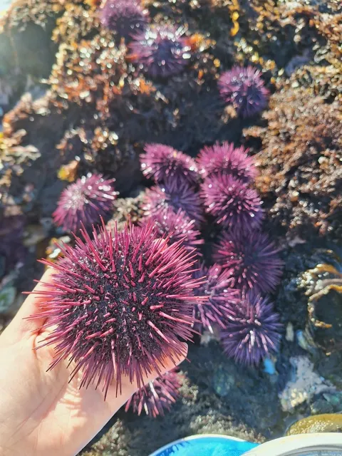 🇺🇸 Escape the Bay Area: Foraging in Mendocino 🌊🐚