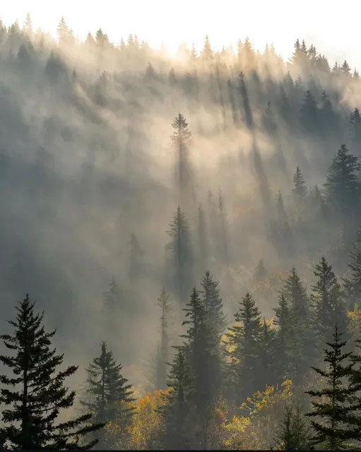 🌟 Great Smoky Mountains NP Guide | #1 US Park