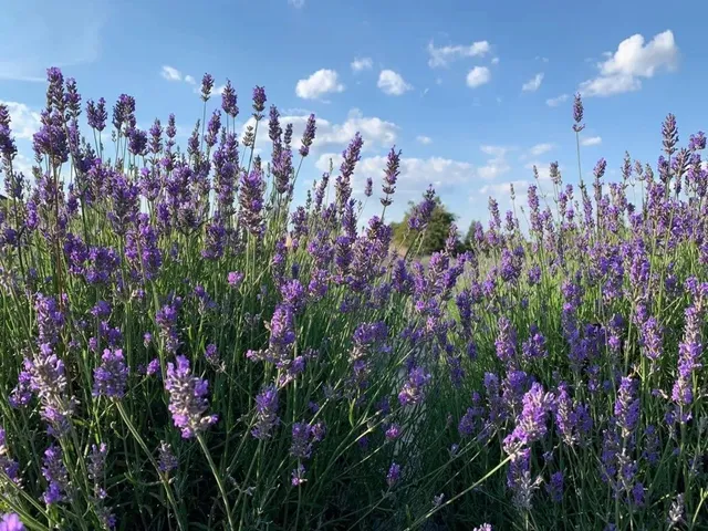 🇬🇧 London Lavender Fields | Once-a-Year Flower Picking Magic! 💜✨