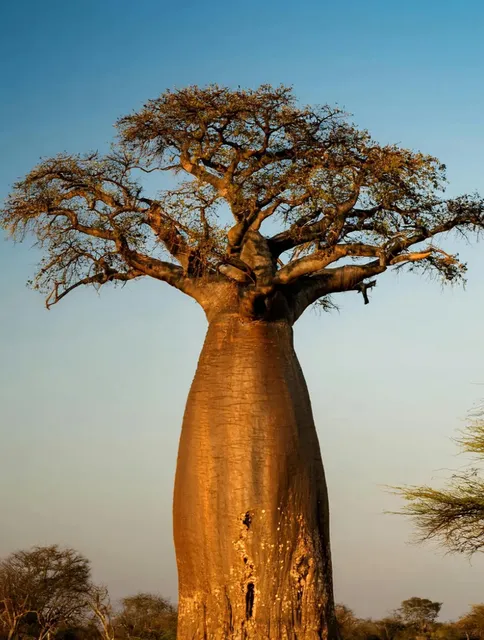 The Magical Baobab: Supermarket, Water Tank & Apartment All in One? 🌳