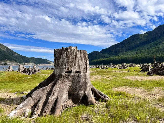 Keechelus Lake Adventure: The Great Exploding Tree Stump Hunt 🌲👶​​