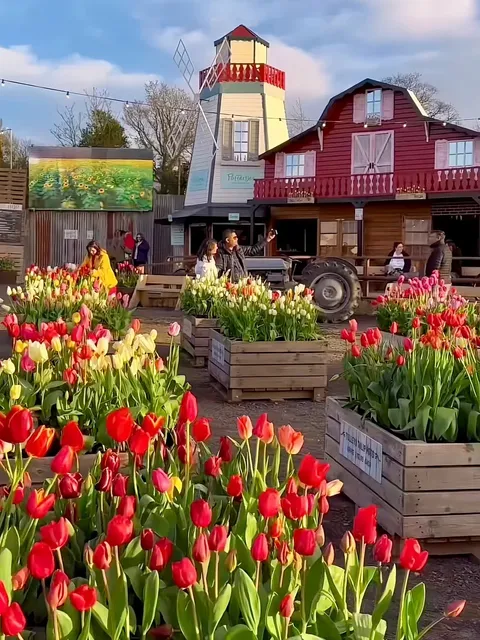 London Tulip🌷Flower Fields | Skip-the-Line Tips