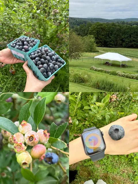 NYC Weekend Escape: Blueberry Picking at Fishkill Farms!