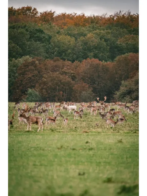 Autumn Weekend Escape Plan - Deep in the Woods, Deers in Sight 🦌