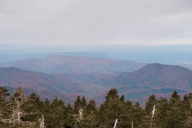 Seeing the Bear Made My Smoky Mountains Trip Complete 🐻❤️