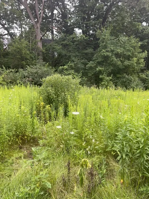 Be Grounded｜Exploring a Hidden Park in Ann Arbor 🌿