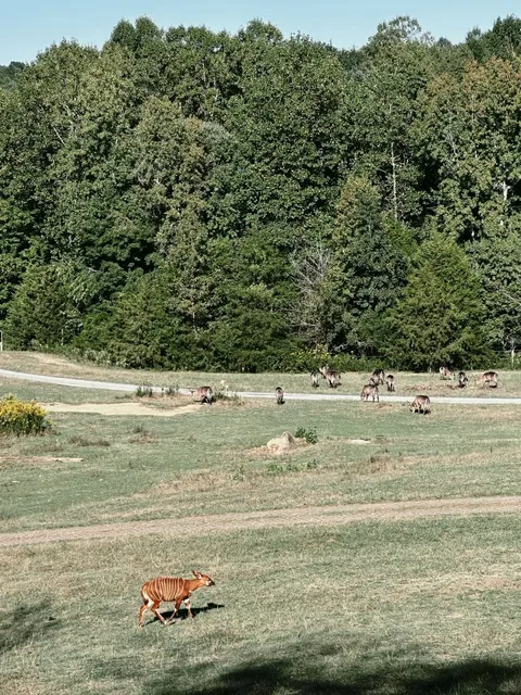 North Carolina | Where to go during fall break | North Carolina Zoo 🦒