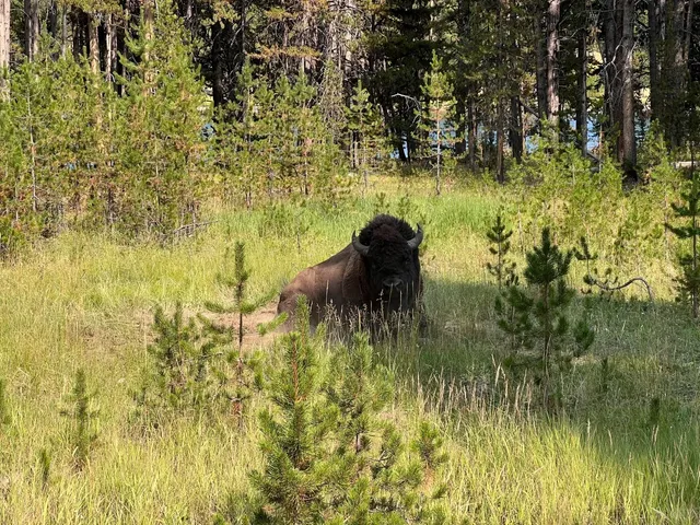  Yellowstone Part 1: Salt Lake City → Grand Teton → Yellowstone 🚗🌄