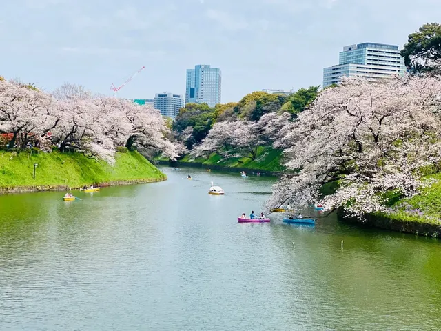 Where does Tokyo's Chidorigafuchi rank among cherry blossom spots?