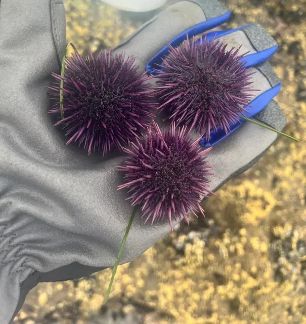 Unlock the Fun of Picking Sea Urchins at White Point Beach!! 🌊🐚  