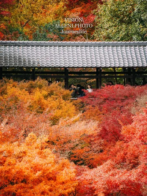 🍁 Maple Viewing Elite, Tofuku-ji Temple Still Holds a Spot!