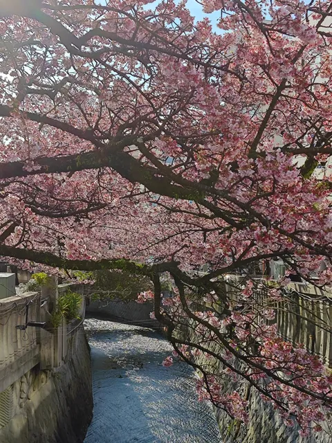 Japan Tokyo + Izu Peninsula 🗼🌊