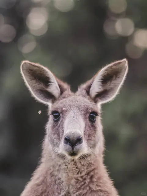 Discover Canberra | 🦘 Aussie Cuties