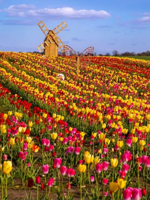  London April Tulip Viewing Guide ‼️ Must-See 